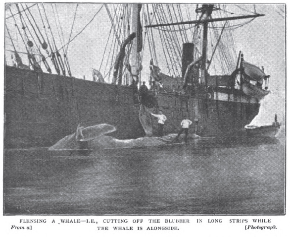 File:Greenland-whaler-strand-jan-1897-7.jpg