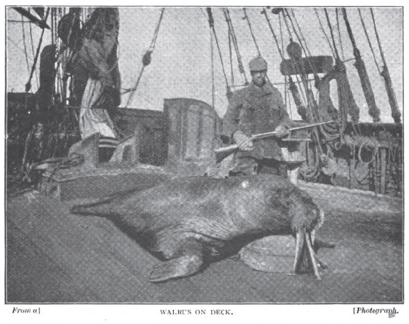 File:Greenland-whaler-strand-jan-1897-12.jpg