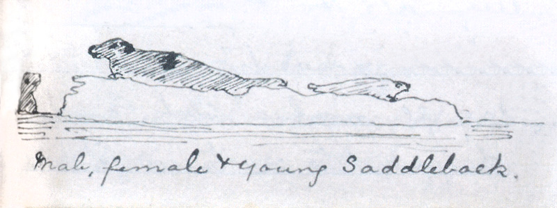 File:Acd-log-of-the-ss-hope-vol1-p19-illu.jpg