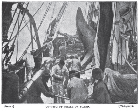 File:Greenland-whaler-strand-jan-1897-8.jpg