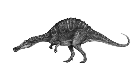 File:Irritator-challengeri.png