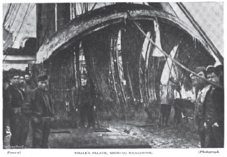 Whale's palate, showing whalebone.