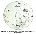 Thumbnail for version as of 01:51, 26 March 2017