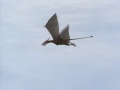 Thumbnail for version as of 16:17, 21 July 2015