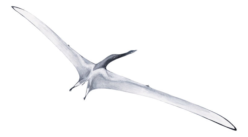 File:Arthurdactylus-conandoylei.png