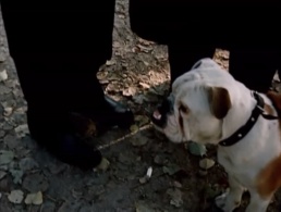 Toby (Bambula the bulldog)