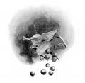 Thumbnail for version as of 22:58, 21 June 2021