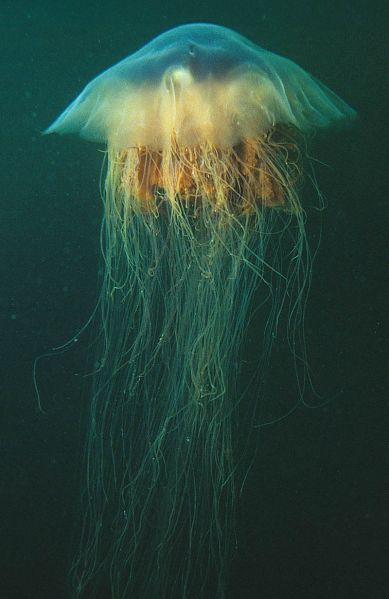 File:Cyanea-capillata.jpg