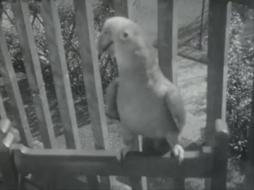 Conan Doyle Home Movie Footage 06 (19 sec.) Arthur Conan Doyle's parrot