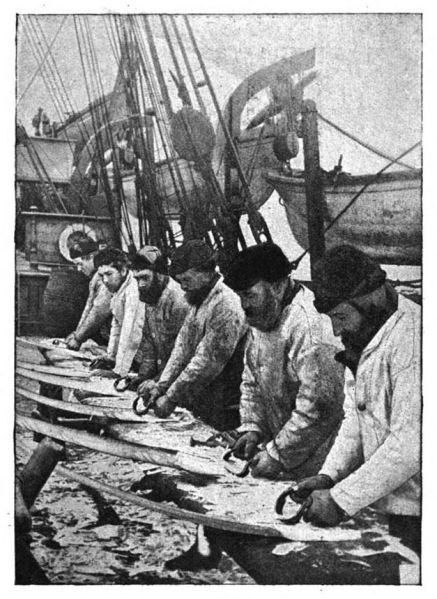 File:The-idler-1892-07-p633-the-glamour-of-the-arctic-photo.jpg