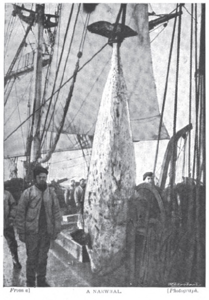 File:Greenland-whaler-strand-jan-1897-11.jpg