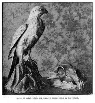 Skull of polar bear, and Iceland falcon shot by Dr. Doyle.