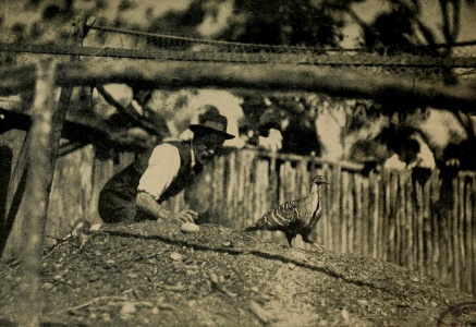 Bellchambers and the Mallee Fowl. "Get along with you, do" (p. 80)