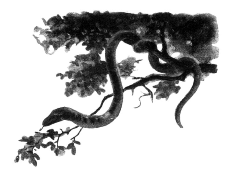 File:Je-sais-tout-1924-12-15-aventures-de-conan-doyle-en-afrique-p723-illu.jpg