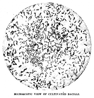 MICROSCOPIC VIEW OF CULTIVATED BACILLI.