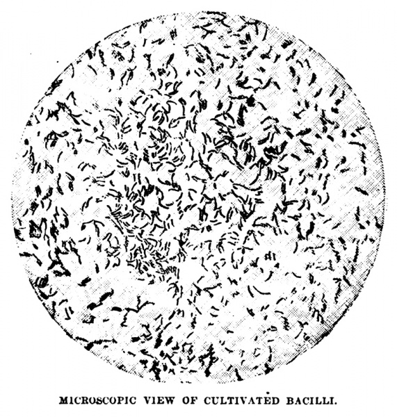 File:The-review-of-reviews-1890-12-dr-koch-and-his-cure-p555-illu.jpg