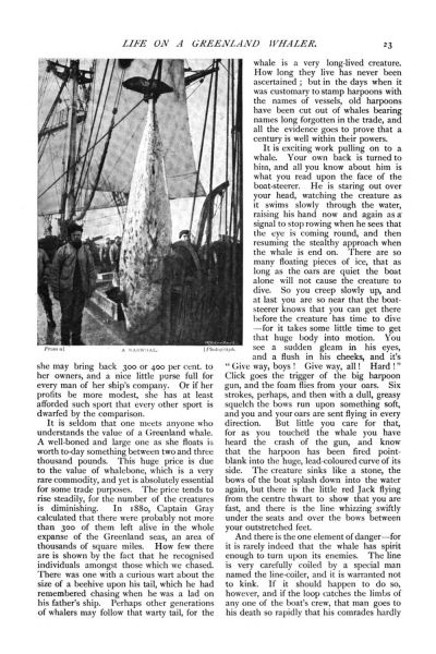File:The-strand-magazine-1897-01-p23-life-on-a-greenland-whaler.jpg