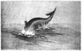 Thumbnail for version as of 01:19, 28 February 2013