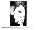 Thumbnail for version as of 01:02, 21 February 2026