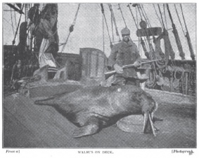 Walrus on deck.